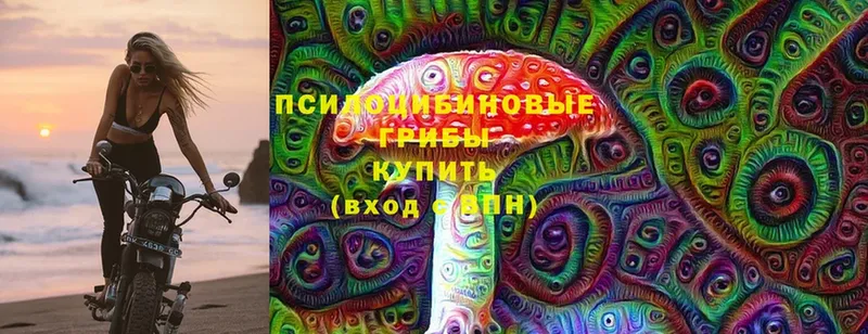 Псилоцибиновые грибы Psilocybe  Баймак 